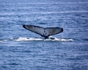 Whale Watching Videos